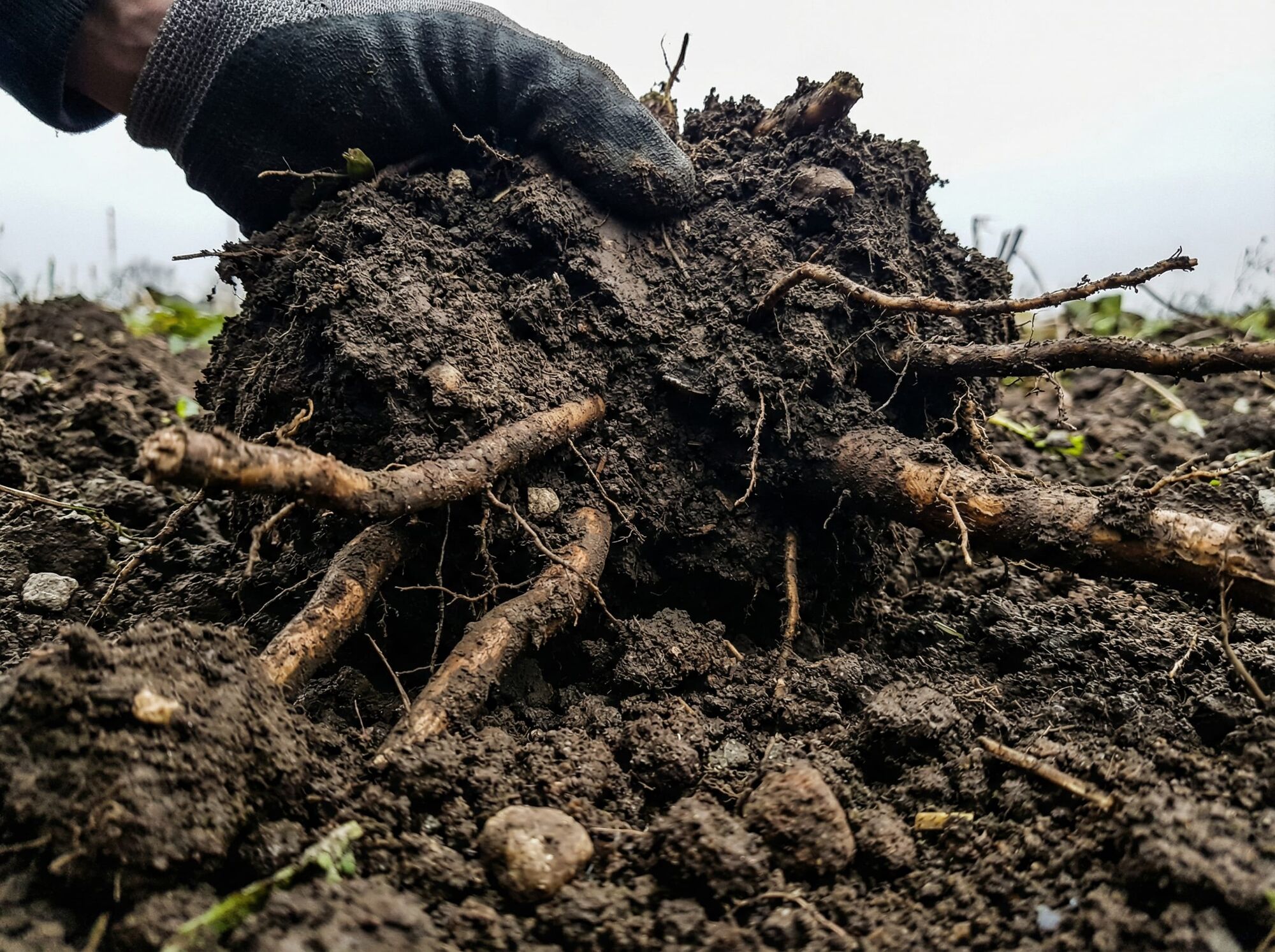Image of Dandelion Roots in fresh soil. 