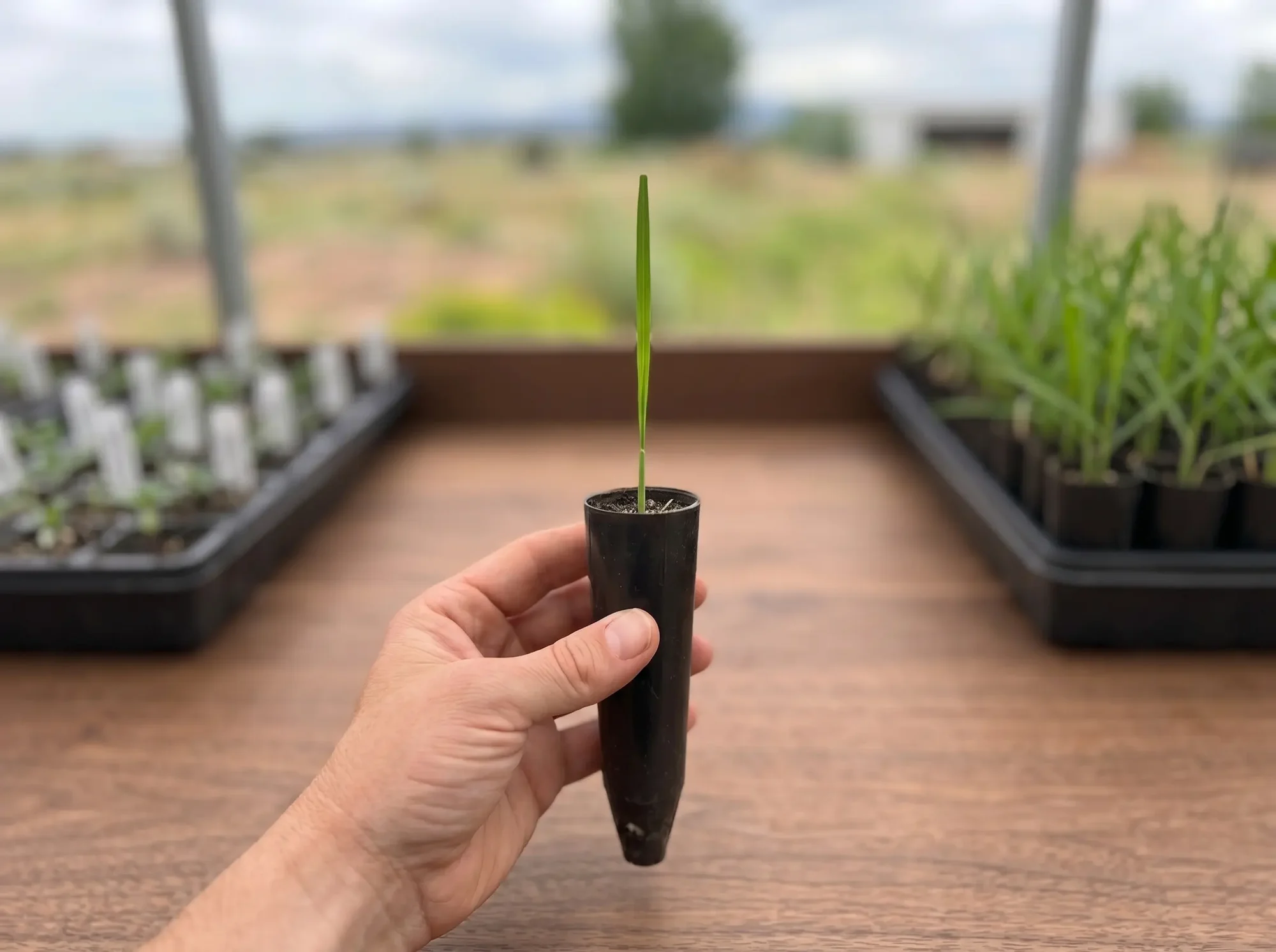 Live Sweetgrass Plant - Sacred Plant Co Limited Offering